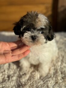 Teacup Maltipoo / doodle/ - 17