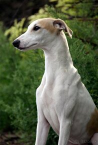 Vipet / Whippet - 17