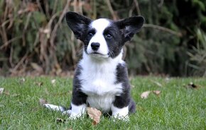 Welsh Corgi Cardigan FCI- krásná dívka - 17