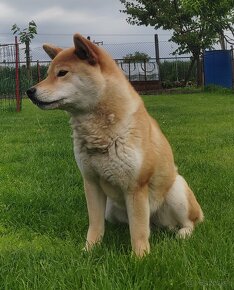 Shiba inu fenka s PP - 17