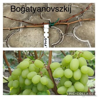 Odrezky stolového viniča - ukrajinské odrody - 1,5€ - 17