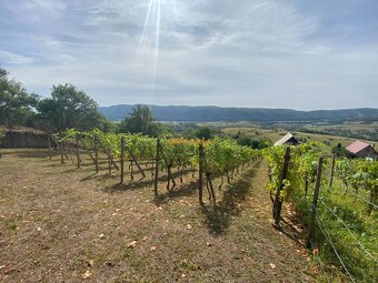 PREDAJ Chatka s nádhernou vinicou, Hrušov - 17