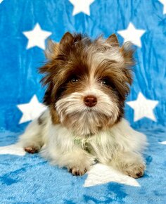 Yorkshirsky terier - Biewer - Biro - Yorkshire terrier - 17