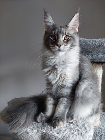 MAINE COON - mainská mývalia s PP - 17