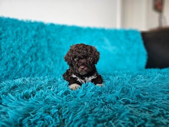 LAGOTTO ROMAGNOLO-brown, with super ped. FCI - 17