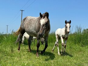 Ročná Appaloosa kobylka - 17