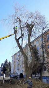 orez stromov, ošetrovanie stromov a záhrady - 17