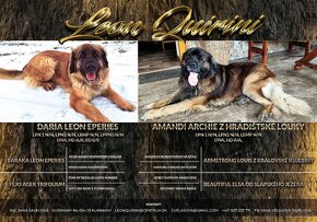 Leonberger- šteniatka s PP - 17