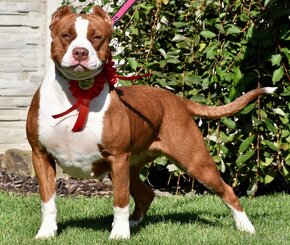 American Bully Xl - 17