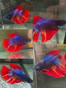 Betta Splendens -Bojovnica Pestrá - 17