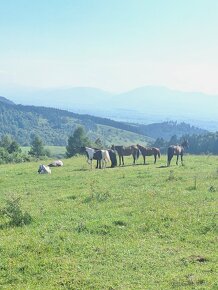 Ustajnenie,výcvik,preprava,ošetrenie koni-dornovou metódo - 17