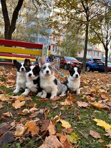 Welsh corgi cardigan steniata. - 17