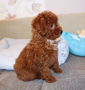 Toy pudla, Red Toy Poodle, Red Toy Pudel - 17