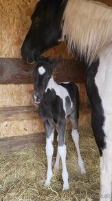 APH APHA PAINT HORSE ŽREBEC pripúšťanie - 17