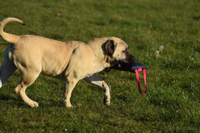 boerboel Ballotada - 2 krásné feny -6měsíců - 17