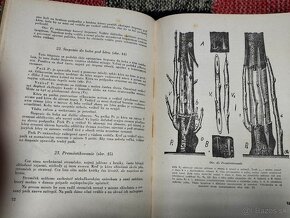 Štepenie a zakoreňovanie ovocných stromov--1954-–Štefan Chle - 17