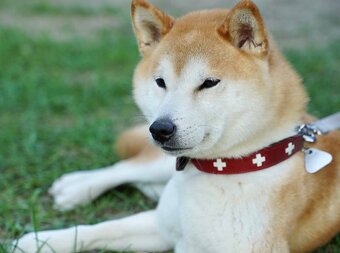 Shiba  inu s PP - 17