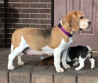 Bígel Beagle Bigl s PP FCI (bicolor) - 17