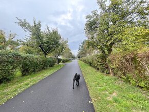 Predaj 2i byt, kompletná REKONŠTRUKCIA,Ružinov,balkón,tehla - 17