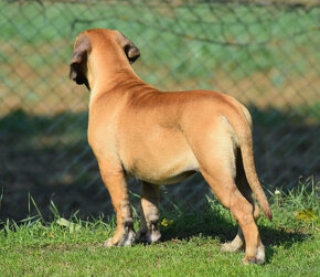 búrský buldok- boerboel - 17