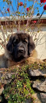 Leonberger s PP - 17