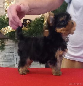 YORKSHIRE TERRIER  s PP - sučky - 17