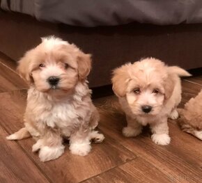 Mini maltipoo +36209877091 - 17