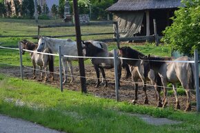 Prenájom – Bruty – farma s rodinným domom 306/22 - 17