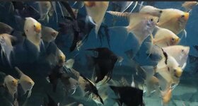 TITÁN FISH Hľadajú nový domov Akváriove Rybky v Handlovéj - 17