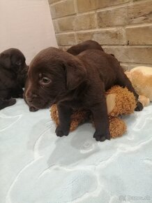 Labrador retriever šteniatka - 17