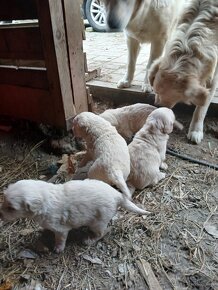 zlaty retriever - 17