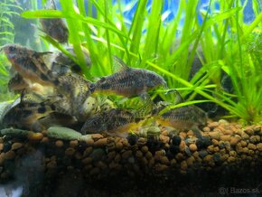 Corydoras paleatus - 17