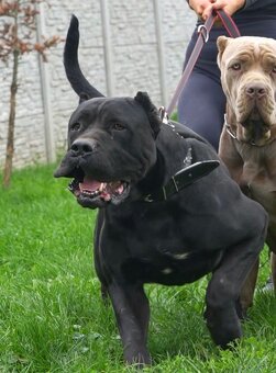 Bandog na krytie - 17