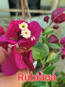 Bougainvillea,( bougainvillea , bugenvilea , bugenvila ) - 17