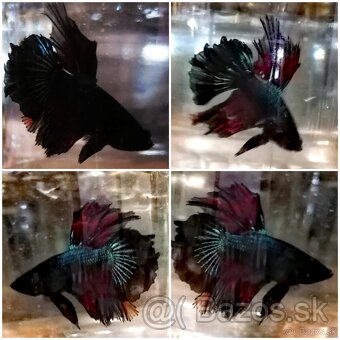 Betta Splendens - Bojovnica Pestrá - 17