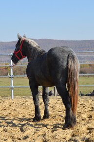 Predám žrebca - Percheron - 17