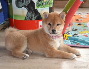 Shiba inu  s PP - 17