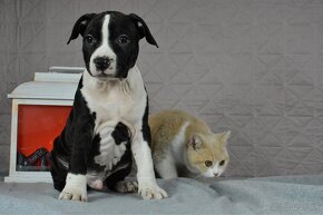 Americký stafordšírsky teriér s PP Amstaff - 17