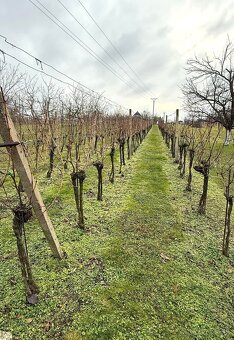 Vinohradnícky domček s vinicou v Skalici - 17