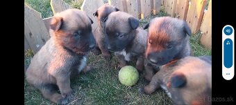 Belgický ovčiak Malinois - 17