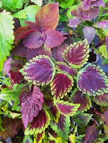 Koleus / coleus / africká žihľava /okrasná žihľava - 17