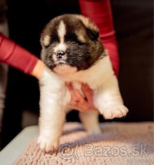 Americka Akita šteniatka - 17