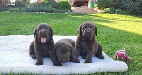 Labrador šteniatka čokoládové s rodokmeňom - 17