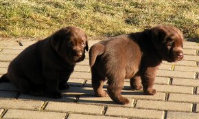 Labrador retriever čokoládové šteniatka s PP - 17