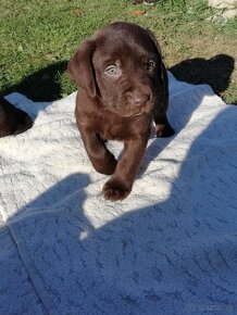 šteniatka labradorského retrievera - 17