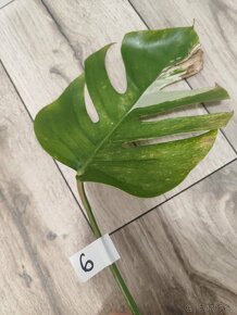 Monstera Albo Variegata - 17