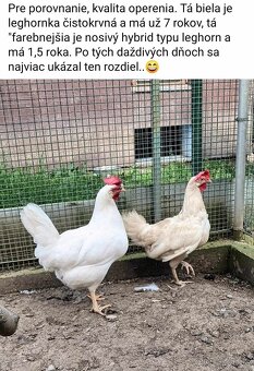 Nasadové vajcia ayam cemani - 17