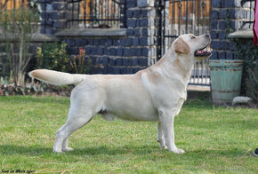 Labradorský retriever - sučky s PP - 17