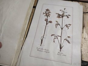 Starožitný Herbár 1892 , 392 exemplárov rastlín - 17