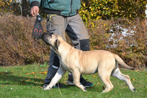 boerboel,  búrský buldok -jihoafrický mastif -feny - 17